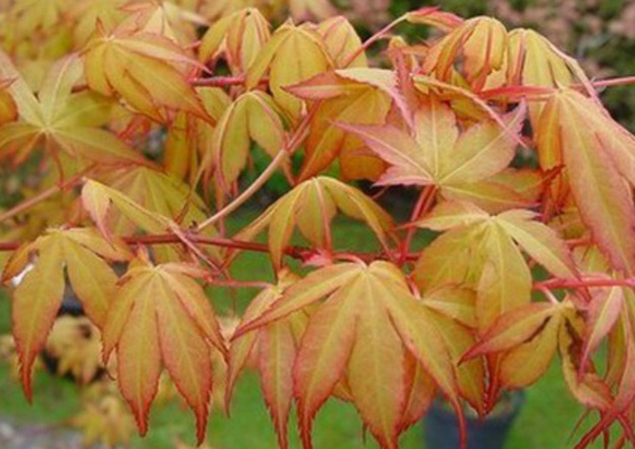 Acer palmatum Katsura