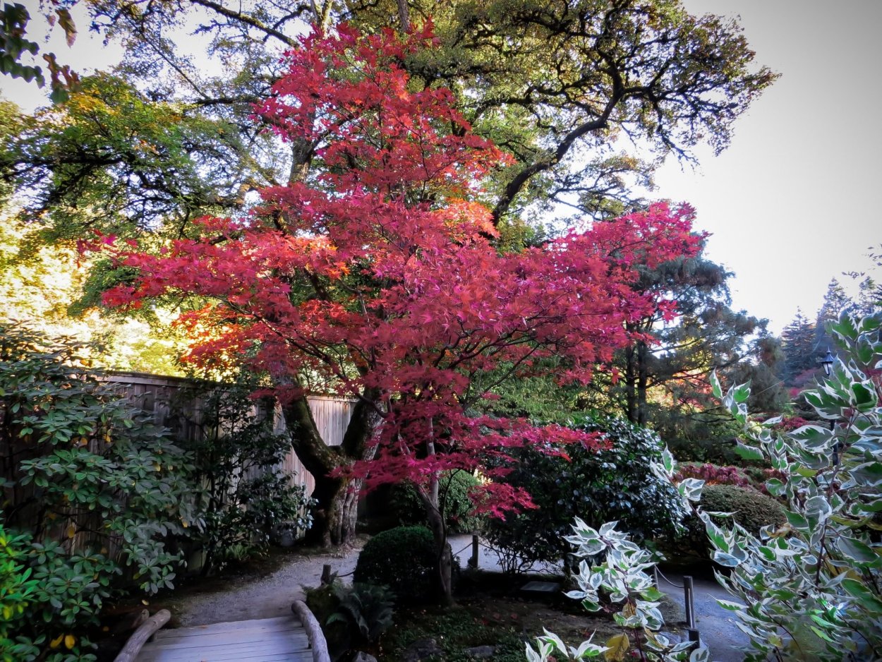 Acer palmatum Thunb