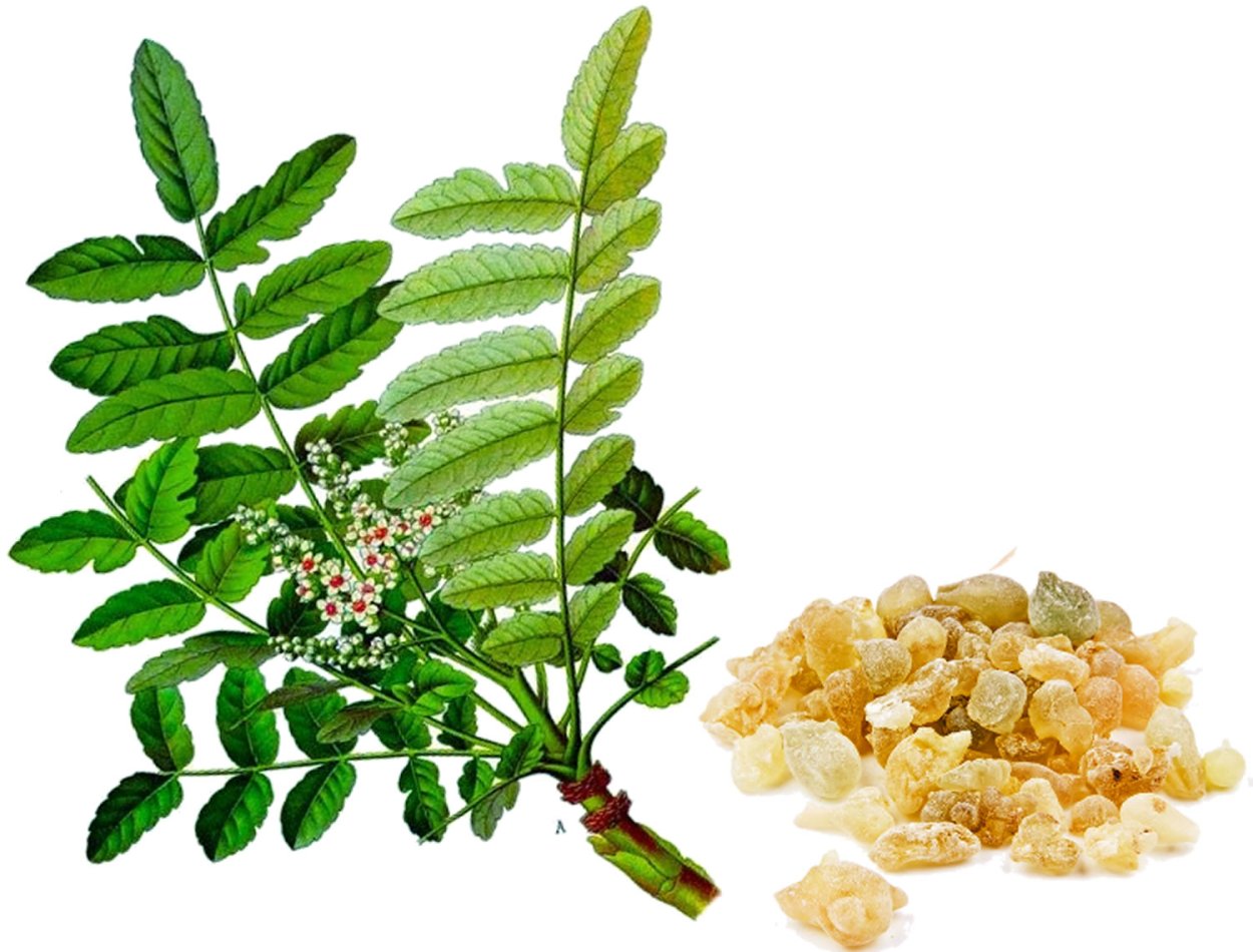 Растение Boswellia serrata