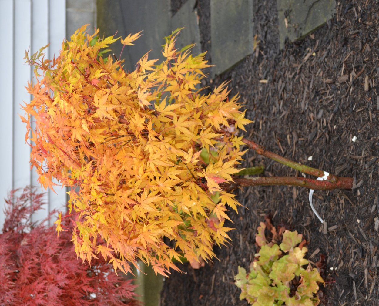 Acer japonicum (клен)