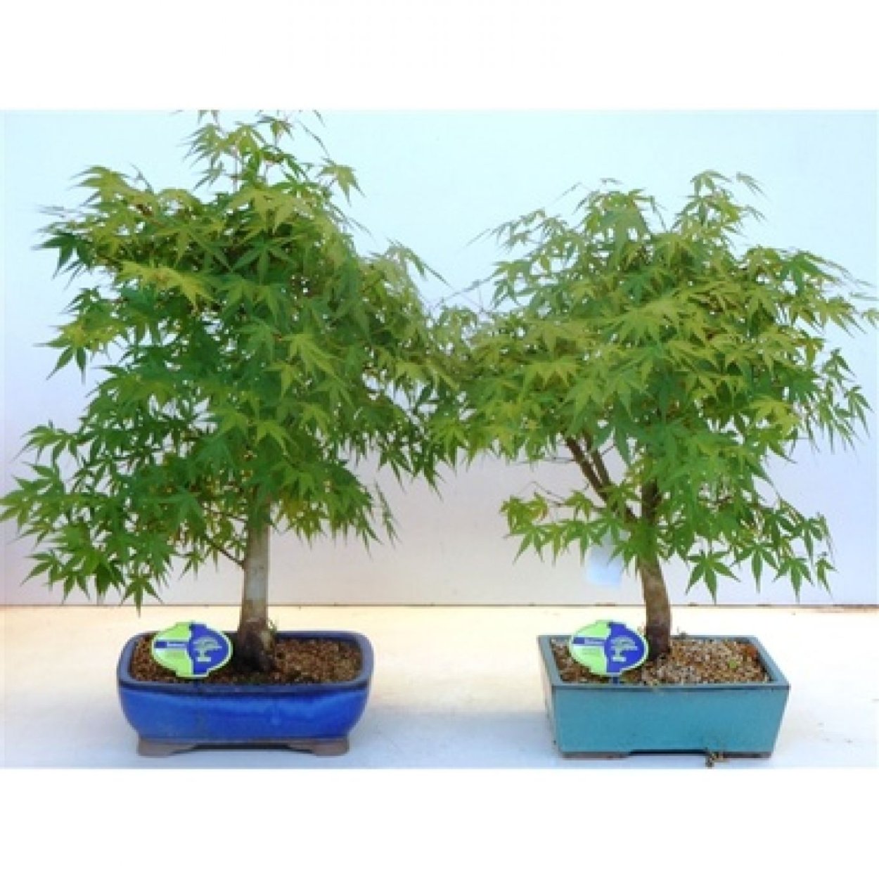 Acer palmatum Katsura
