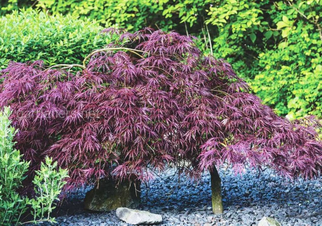 Acer palmatum Osakazuki