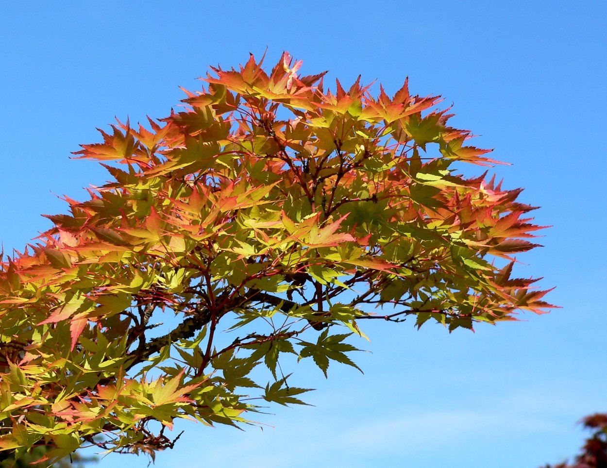 Клен Acer palmatum Yellow