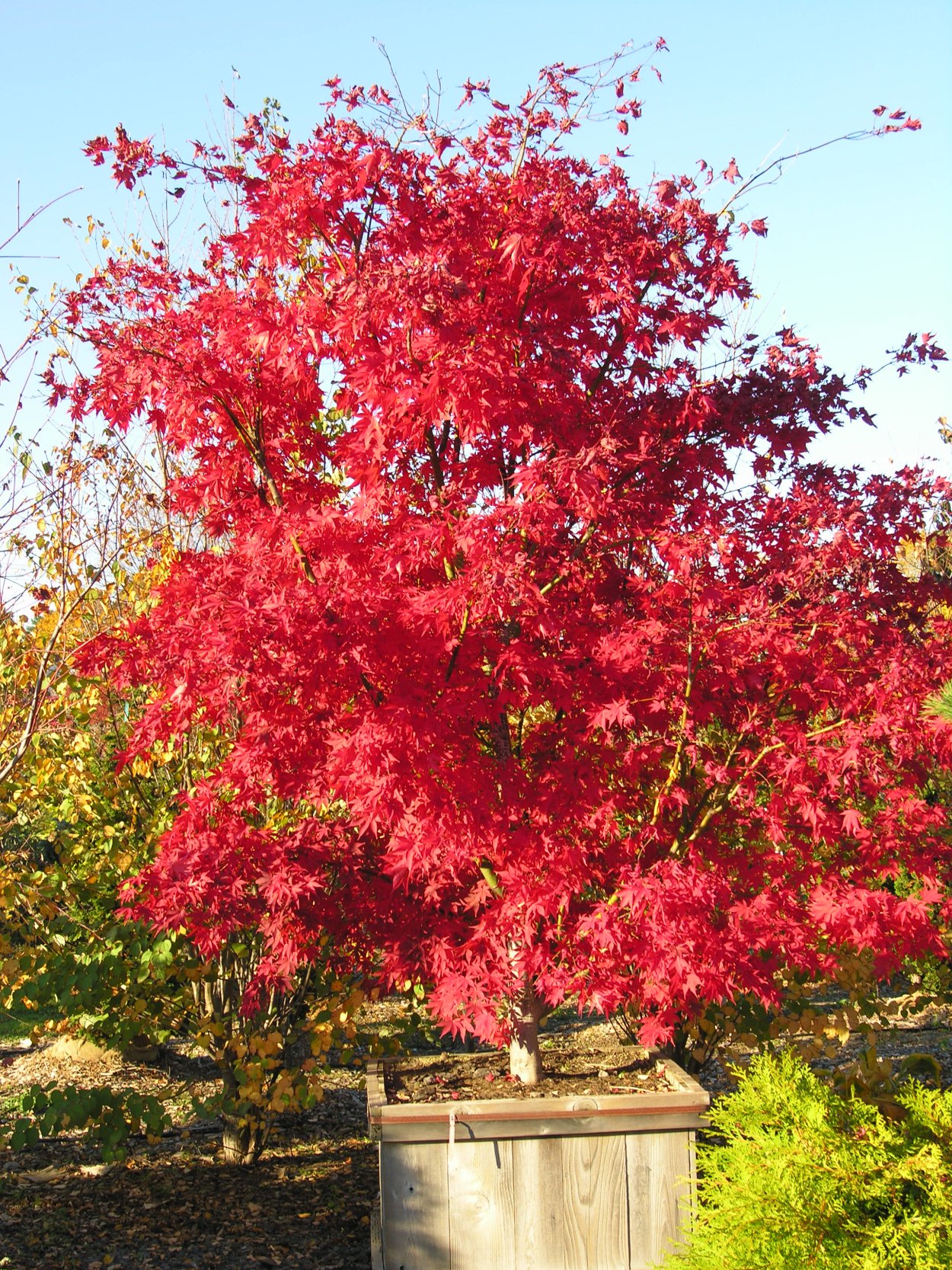 Клен palmatum Osakazuki