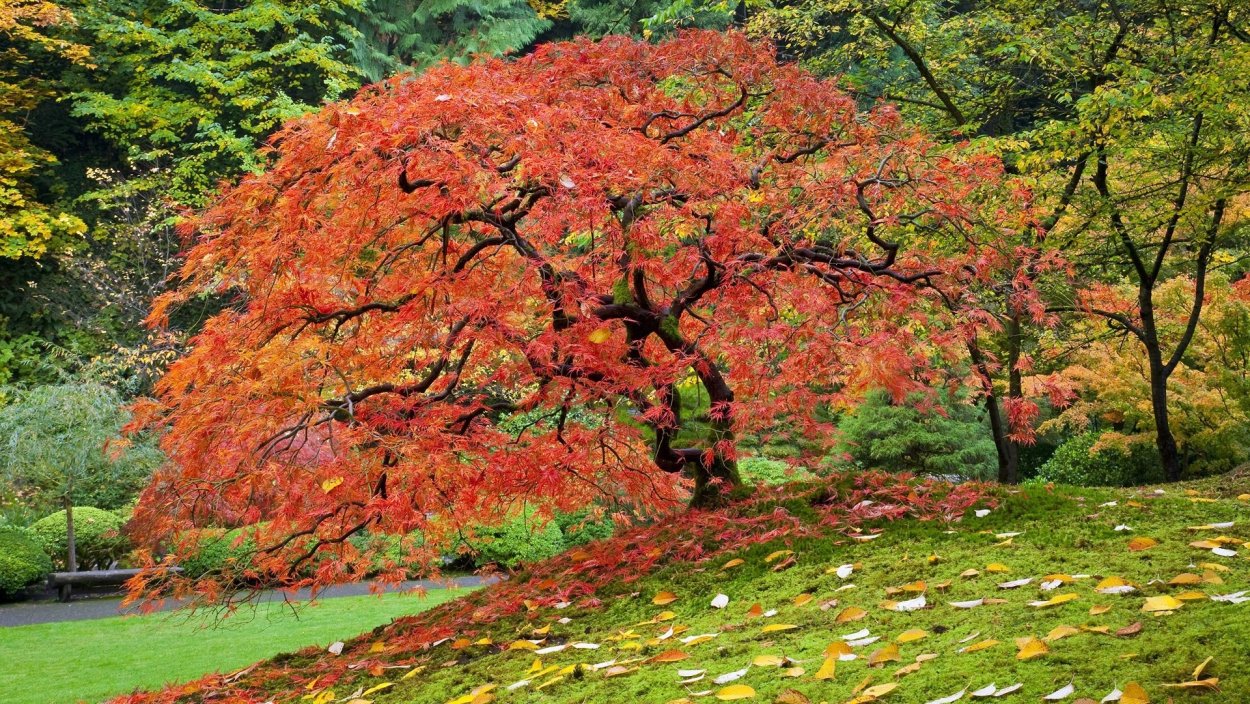 Acer palmatum Orange Dream
