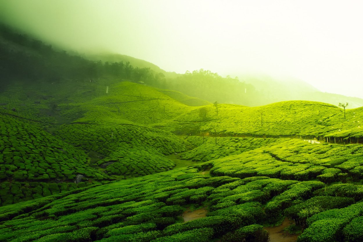 Camellia sinensis Leaf extract