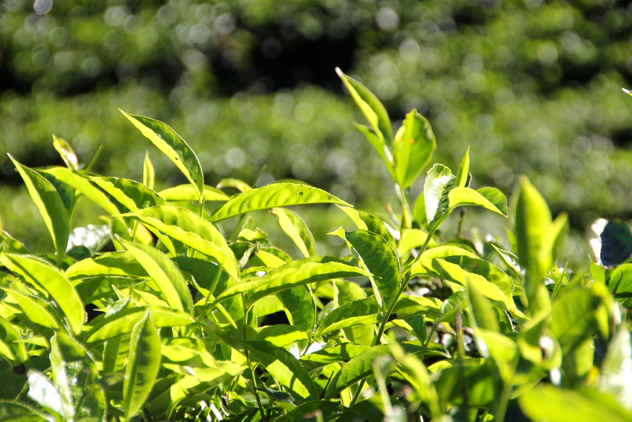 Camellia sinensis Leaf
