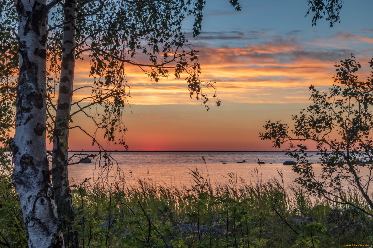Березы на закате