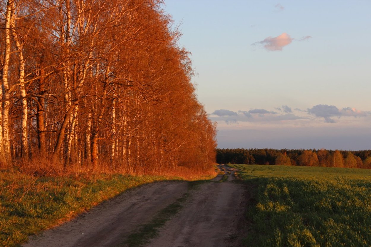 Березы на закате