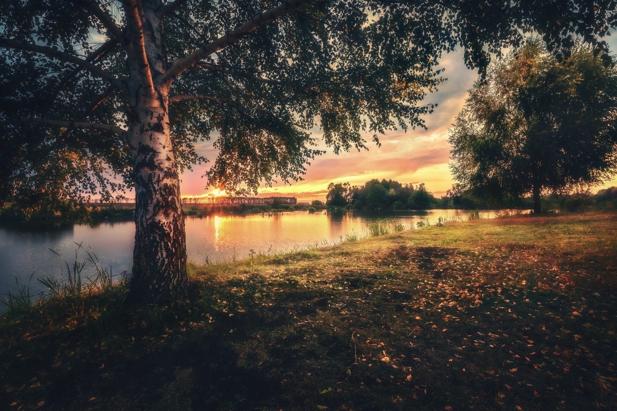 Природа с березами и речкой