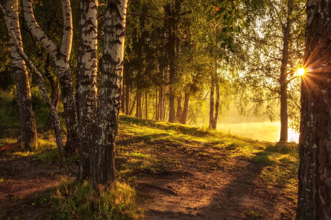 Вечер природа береза