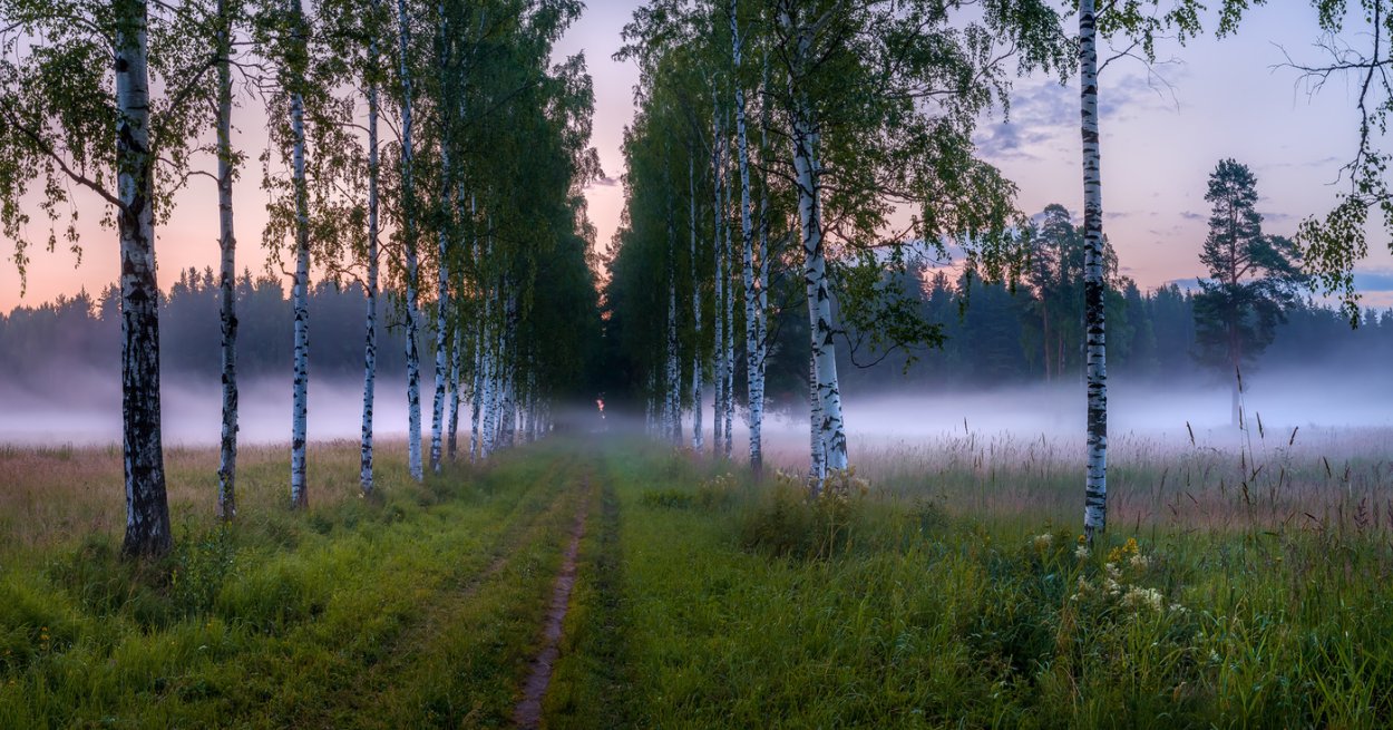 Березы на закате