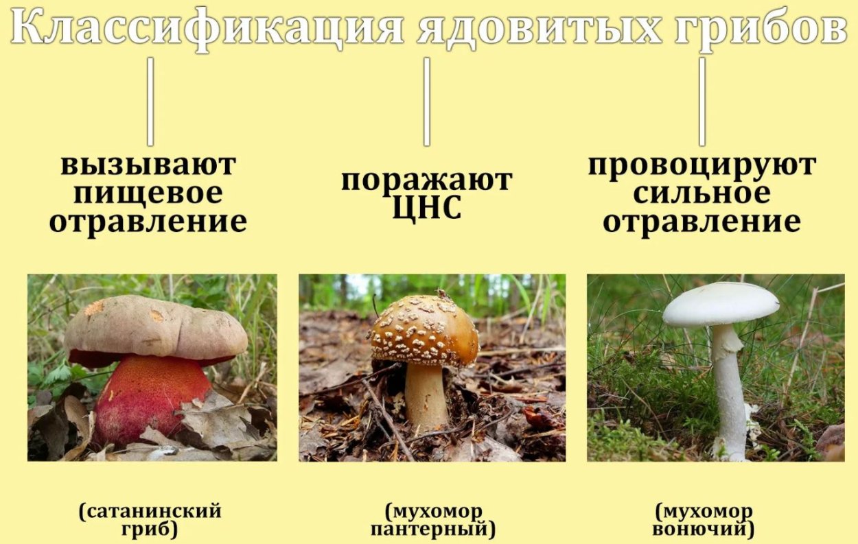 Мухомор с юбочкой