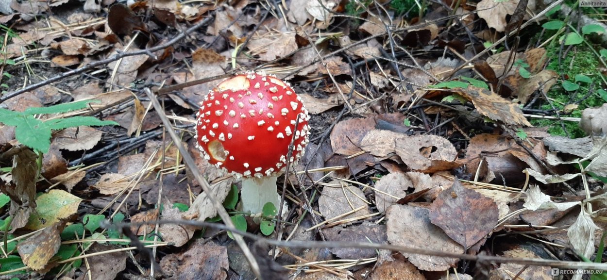 Несъедобные грибы Забайкалья