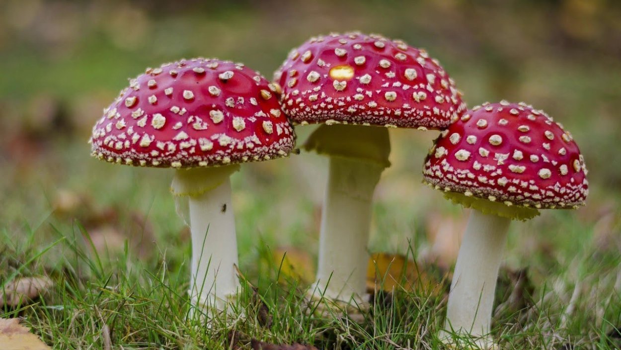 Зонтик пёстрый Macrolepiota procera