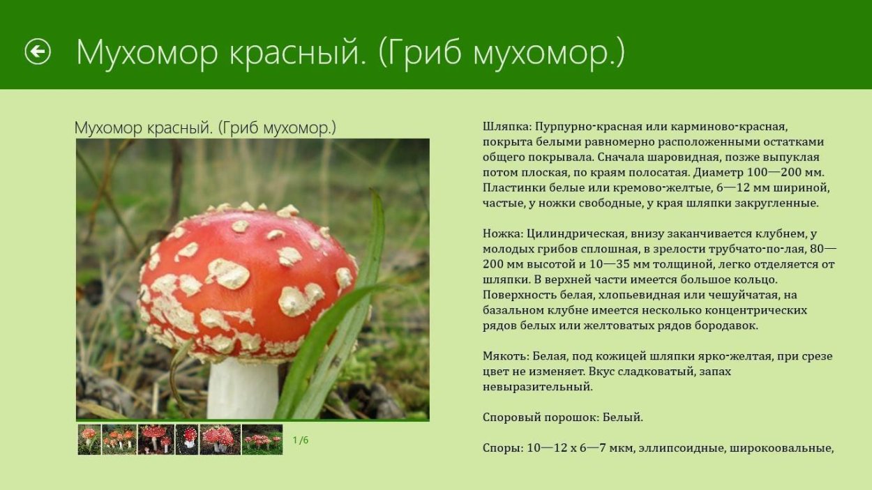 Несъедобные грибы ядовитые грибы