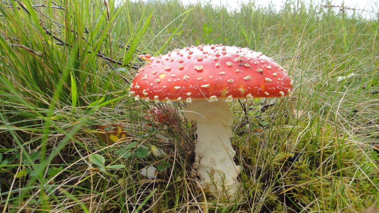 Буклет ядовитые грибы