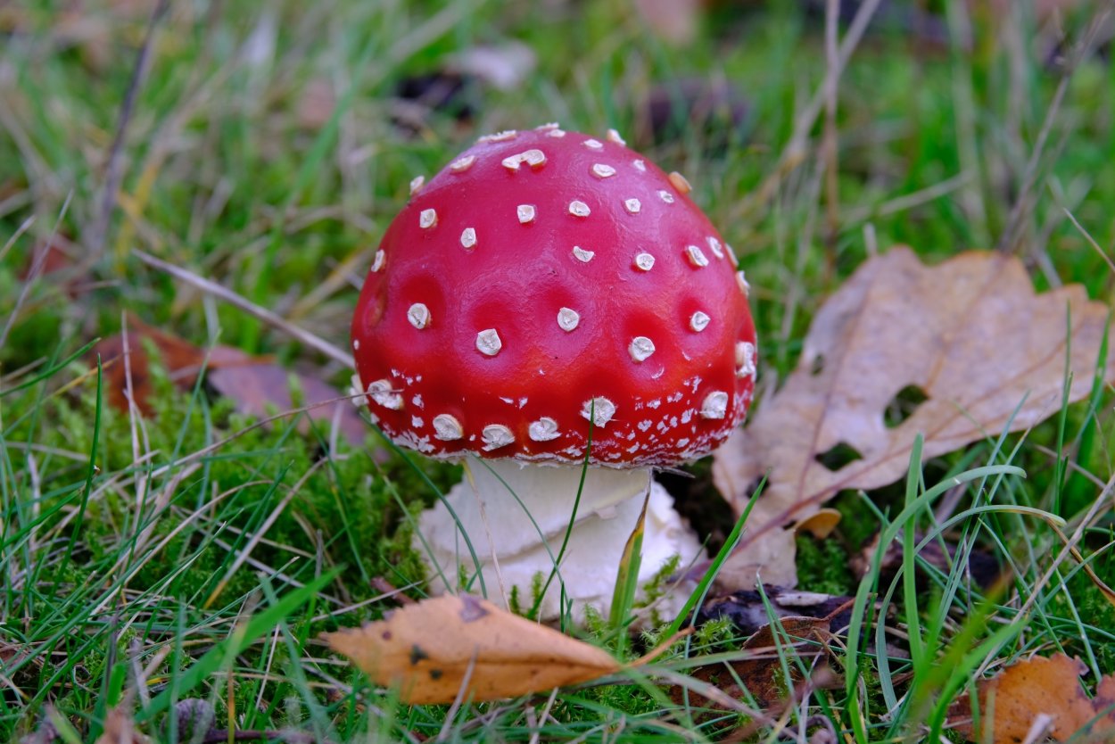 Мухомор Amanita muscaria