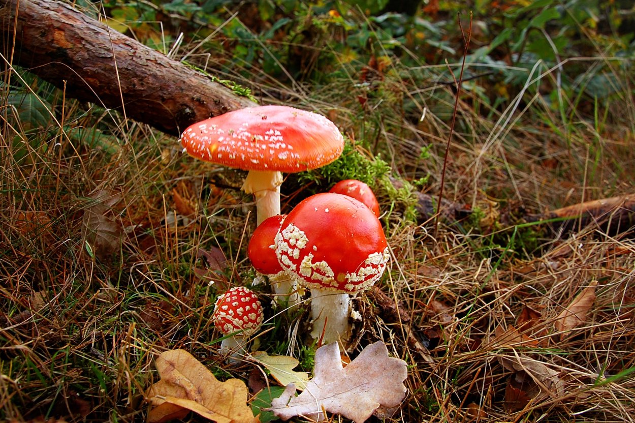 Отравление ядовитыми грибами мухоморами
