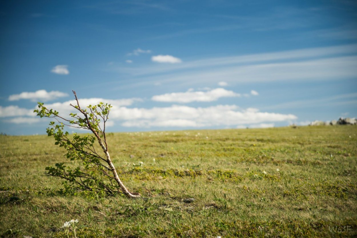 Полярная Ива в тундре