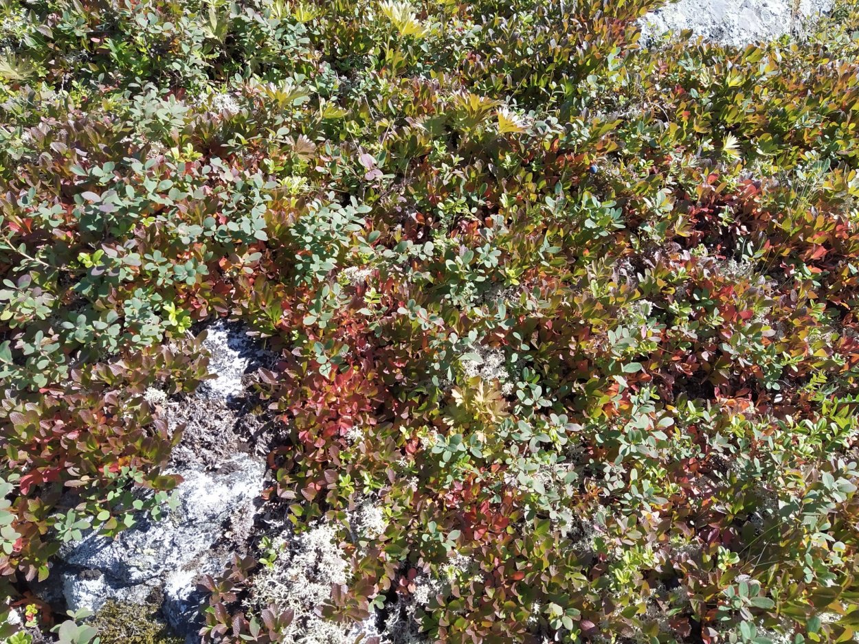 Лиственница Сибирская в лесотундре