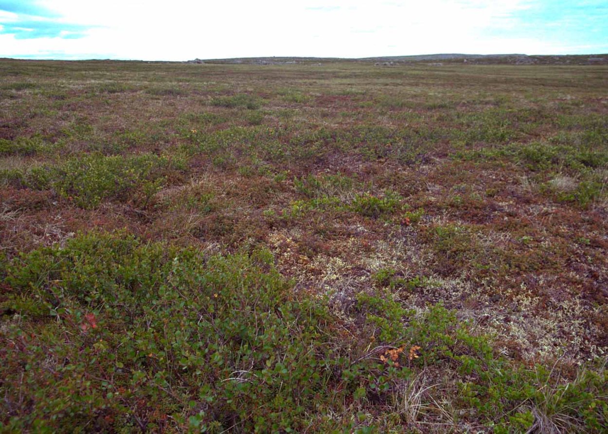 Карликовые деревья и грибы в тундре