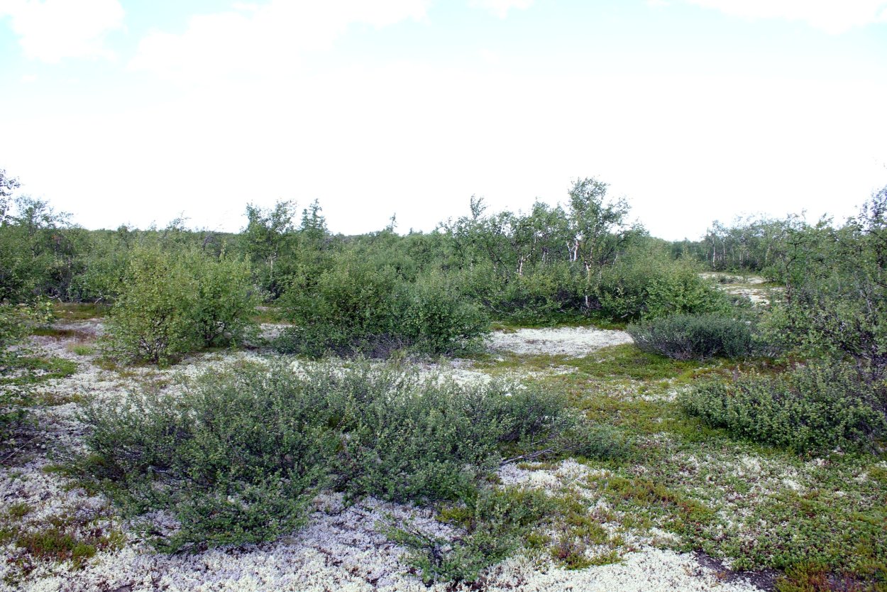 Карликовая берёза в тундре