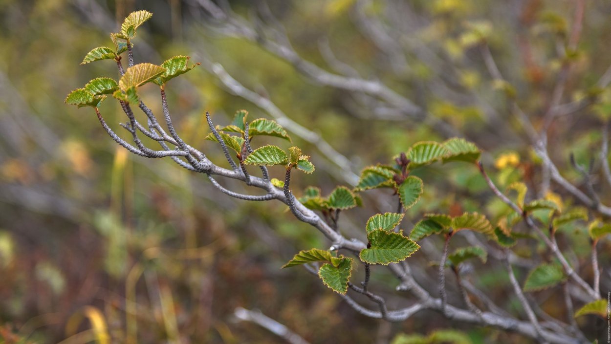 Карликовая берёза в тундре