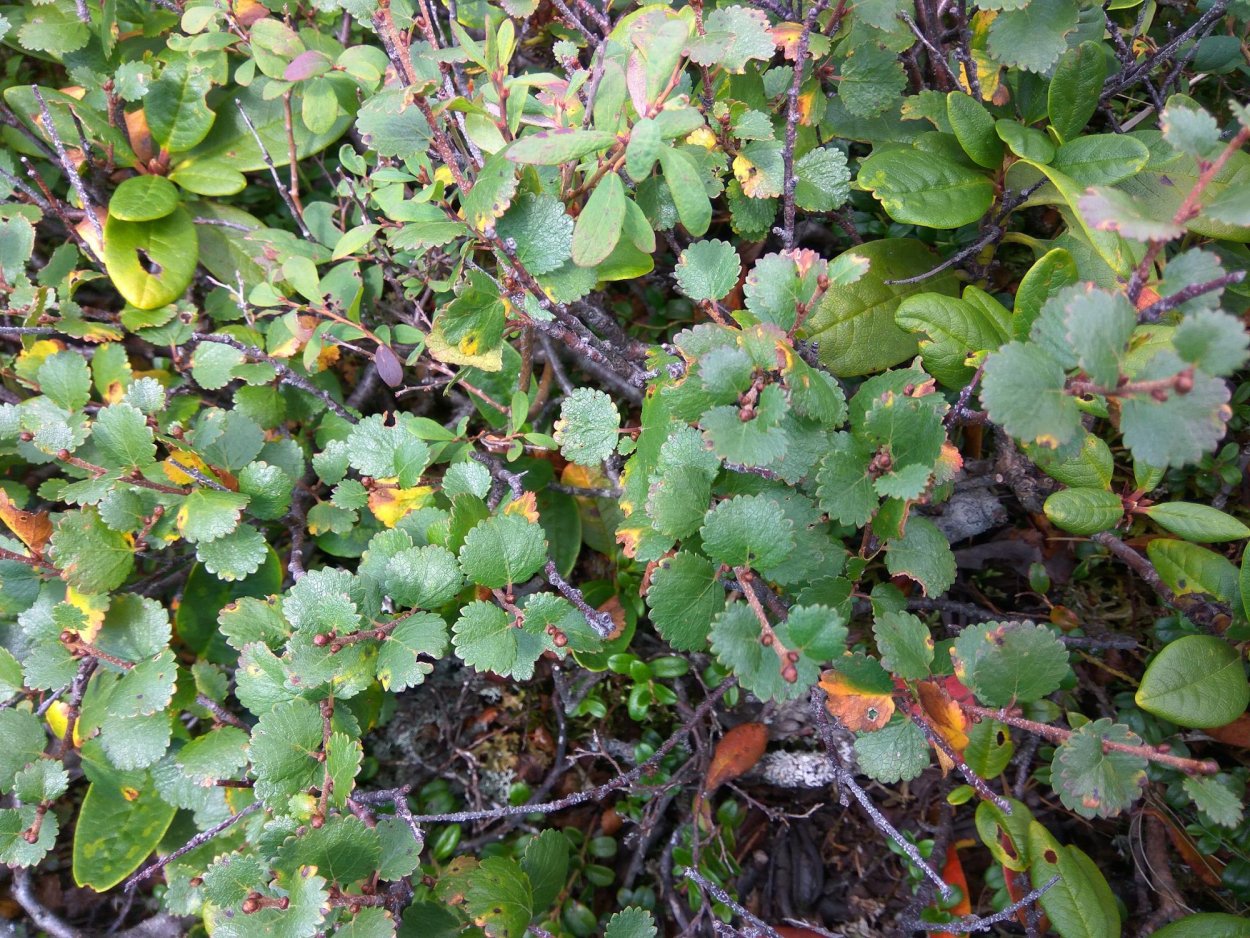 Вишерский заповедник карликовая береза