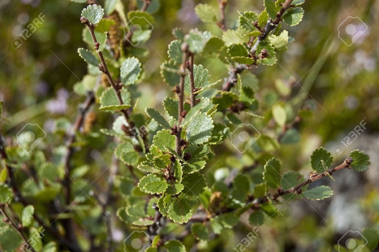 Берёза карликовая