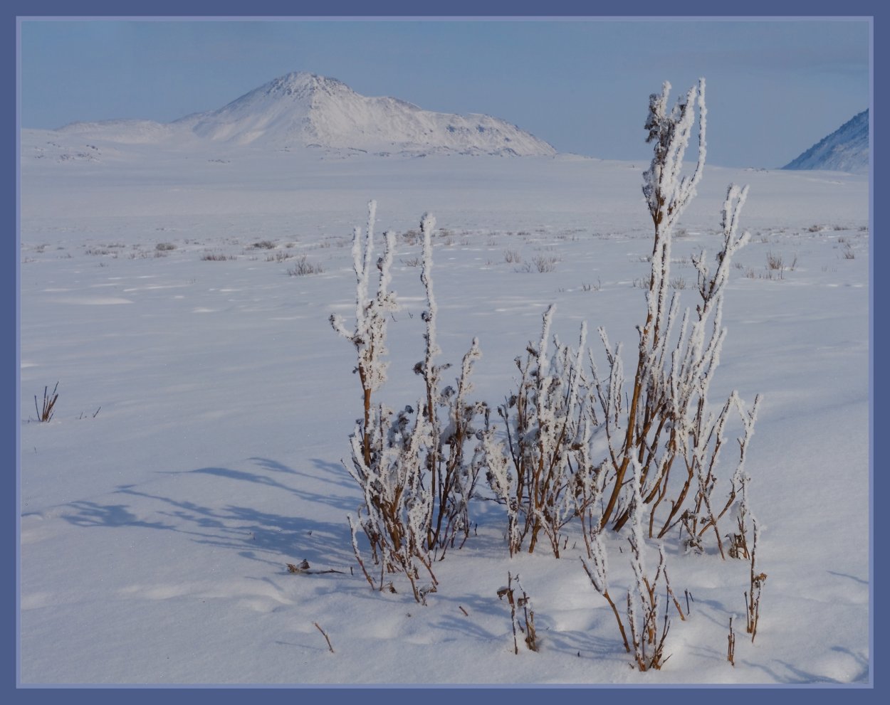 Лапландский заповедник карликовая береза