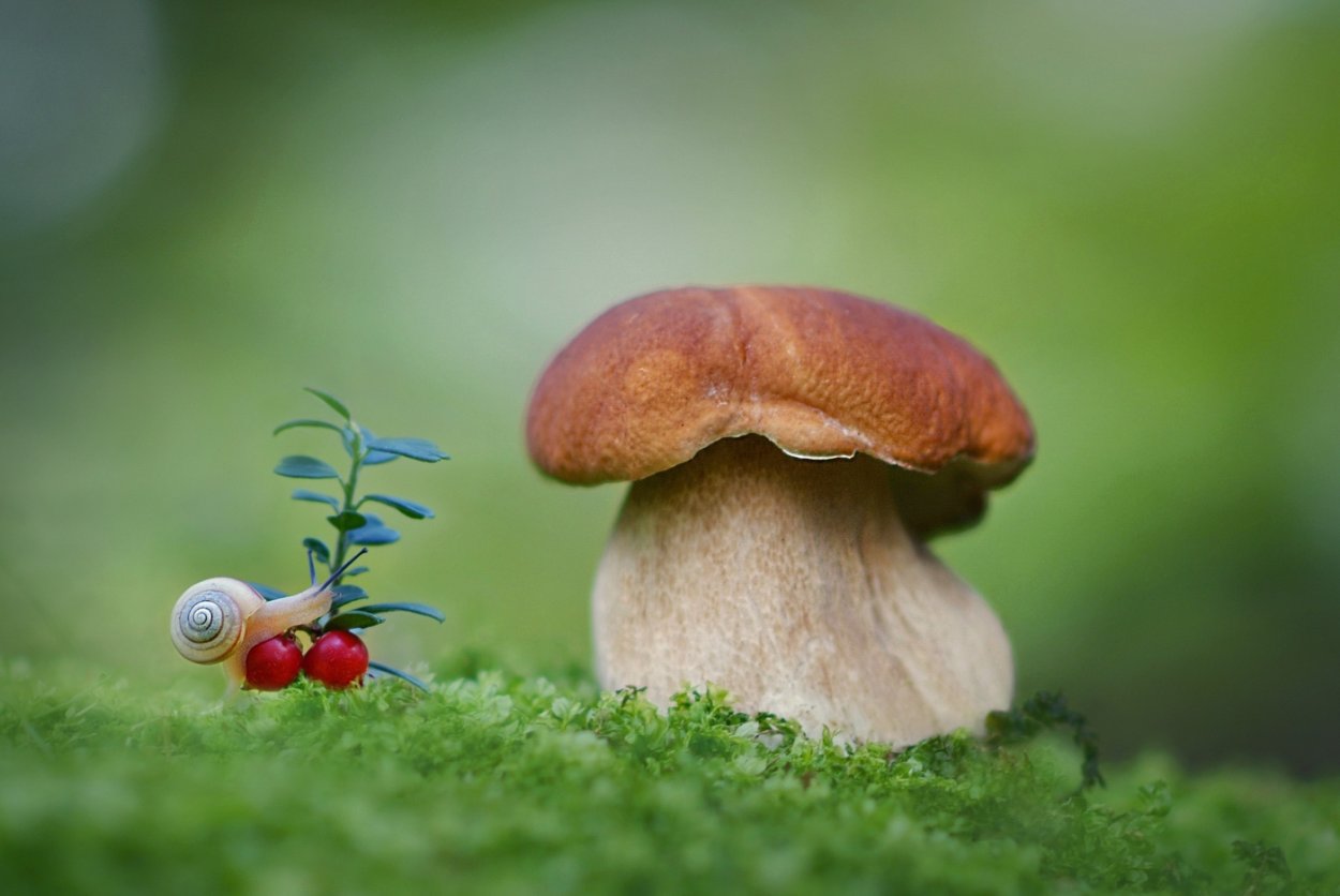 Боровичок старичок Боровичок