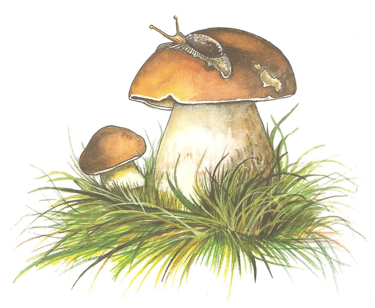 Маски для детей грибочки