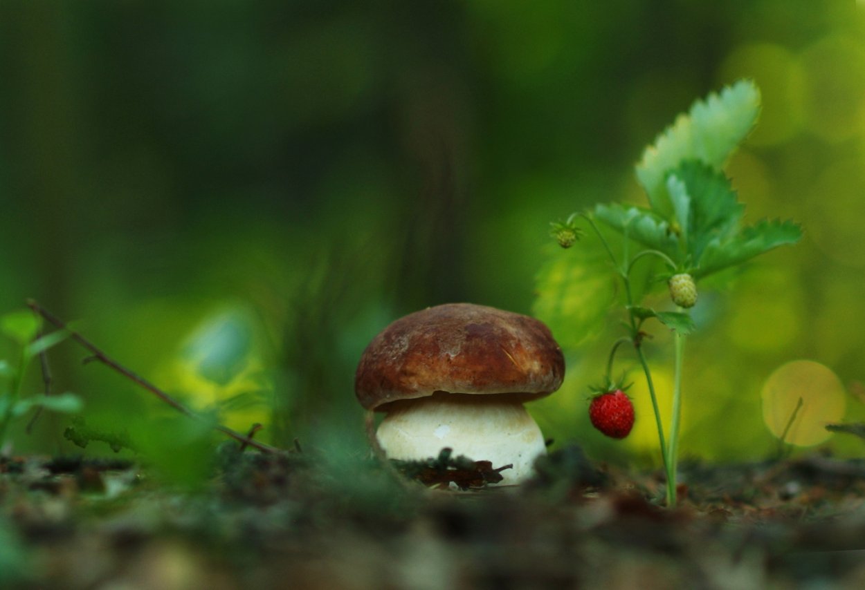 Веселый гриб