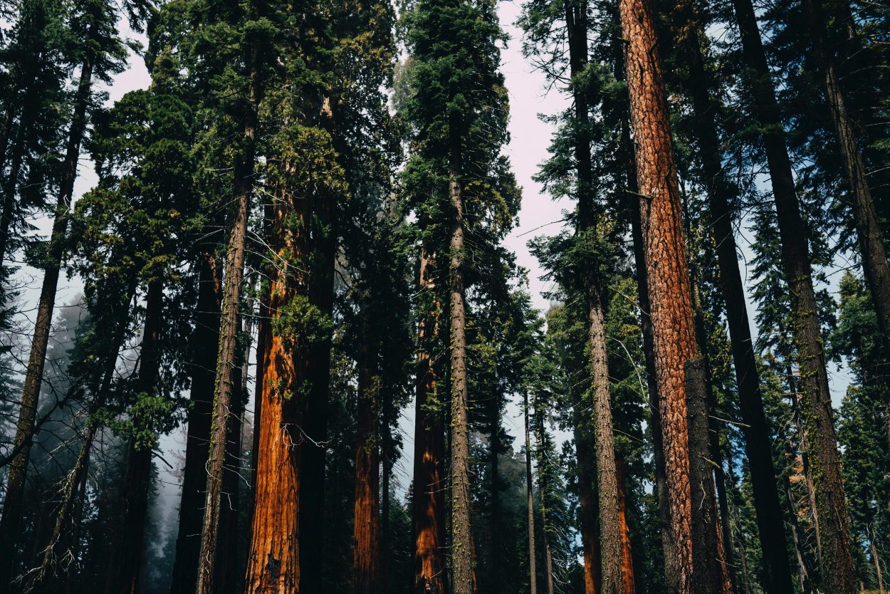 Секвойи (Sequoia sempervirens)