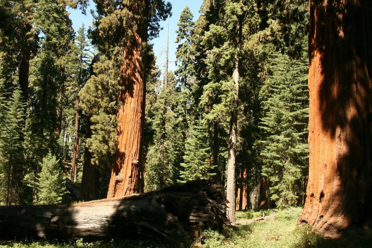 Секвойя вечнозелёная Sequoia sempervirens