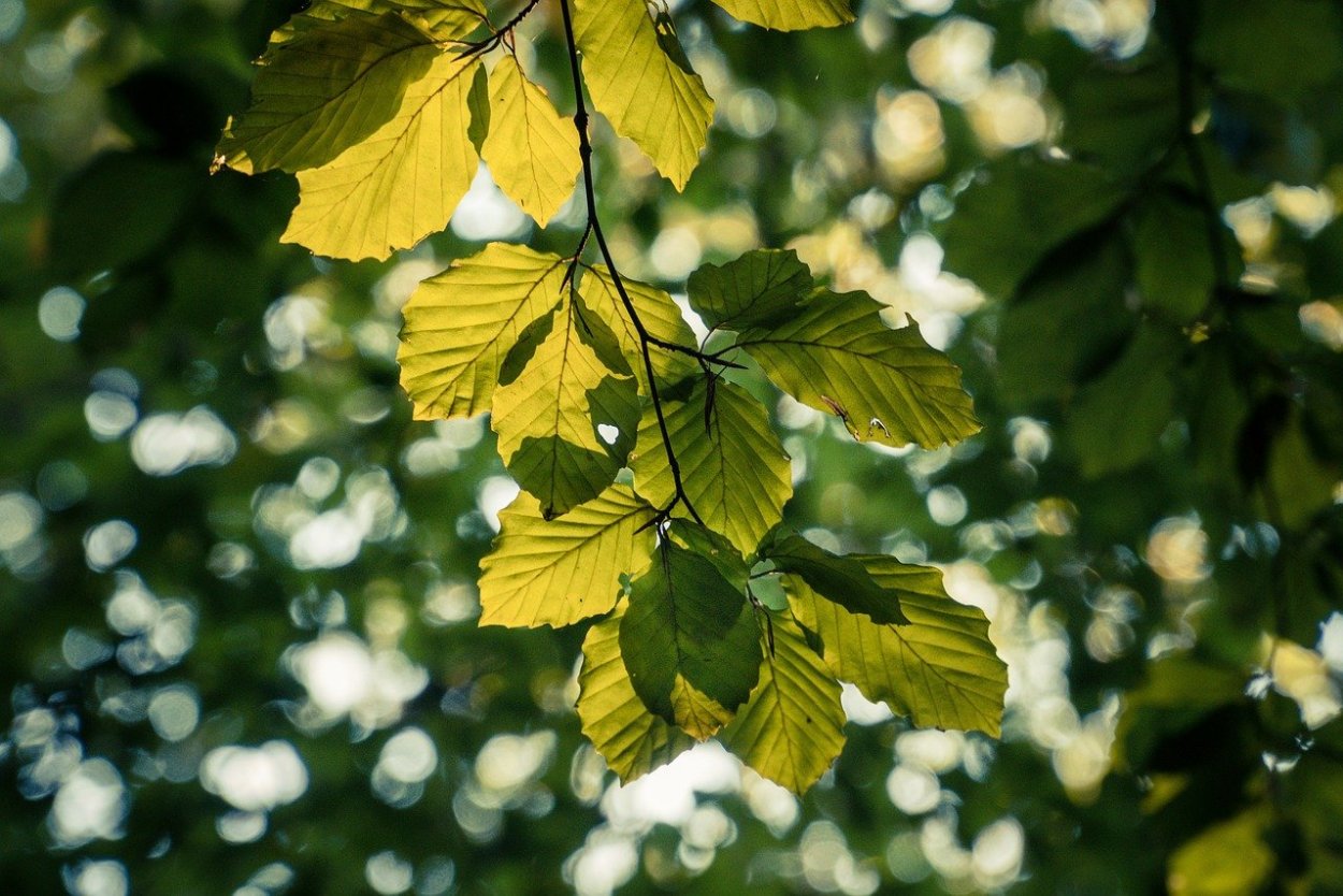 Вяз гладкий (Ulmus laevis)