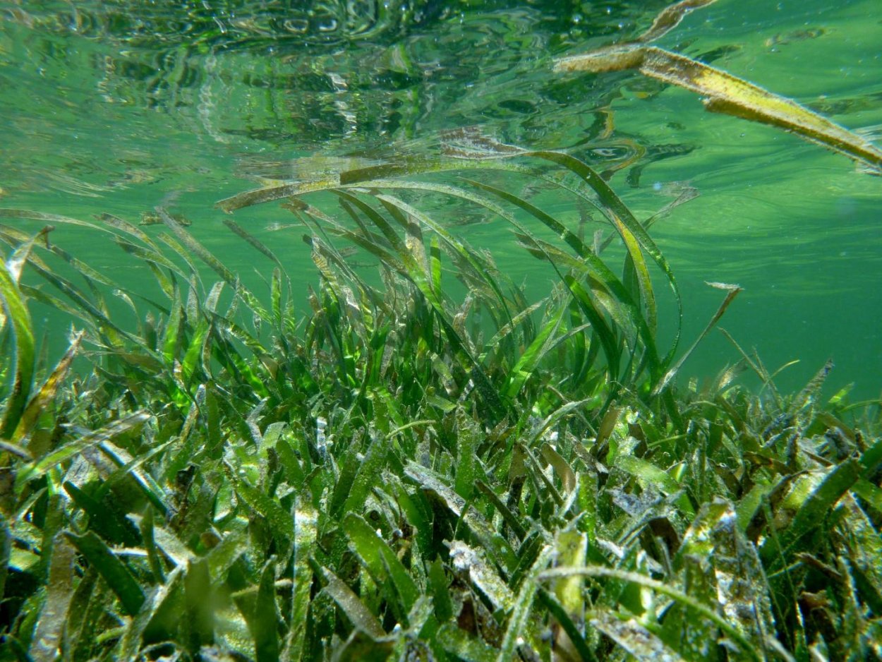Чмек водоросли