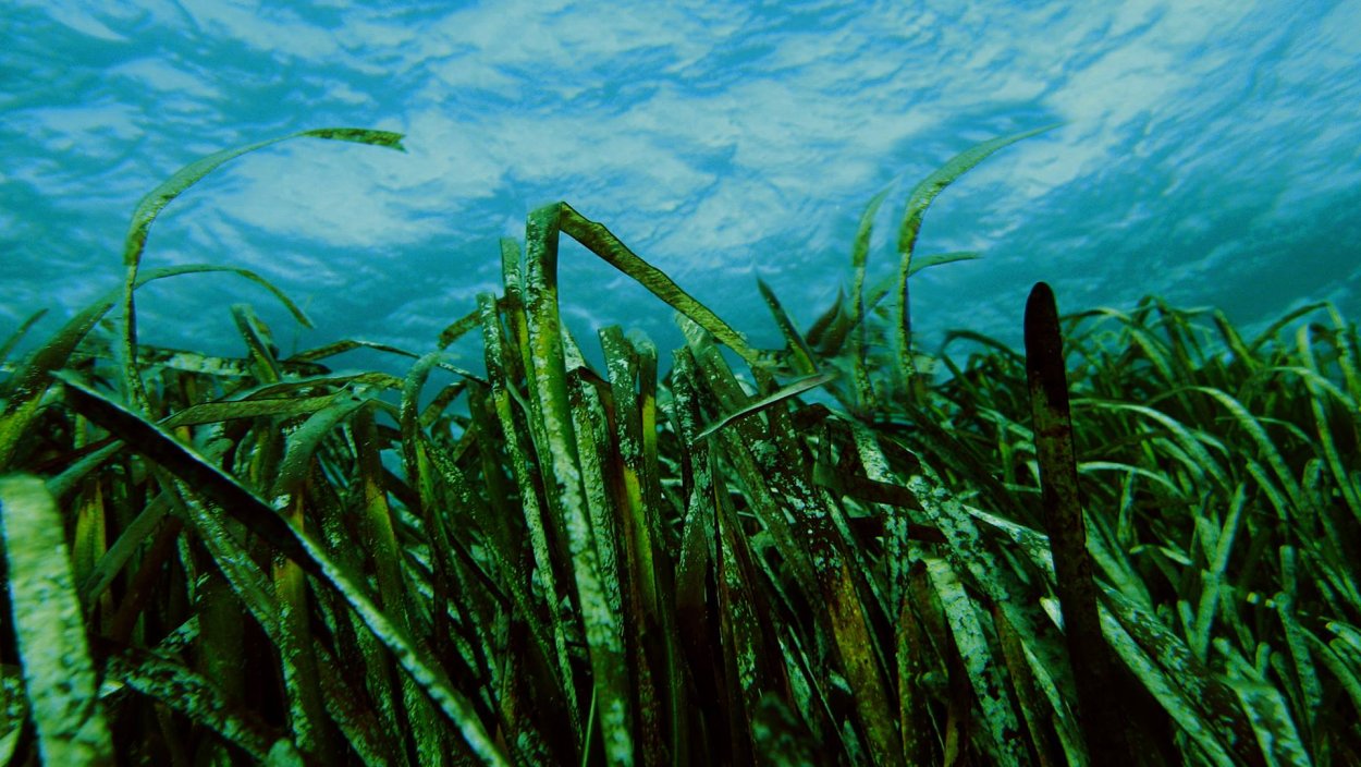 Водоросли морская капуста