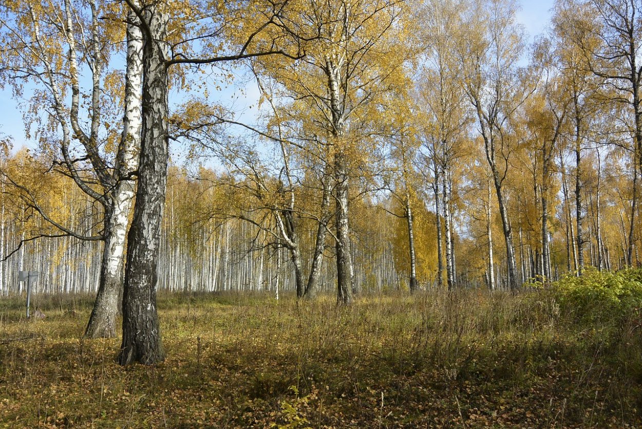 Широколиственные и мелколиственные деревья