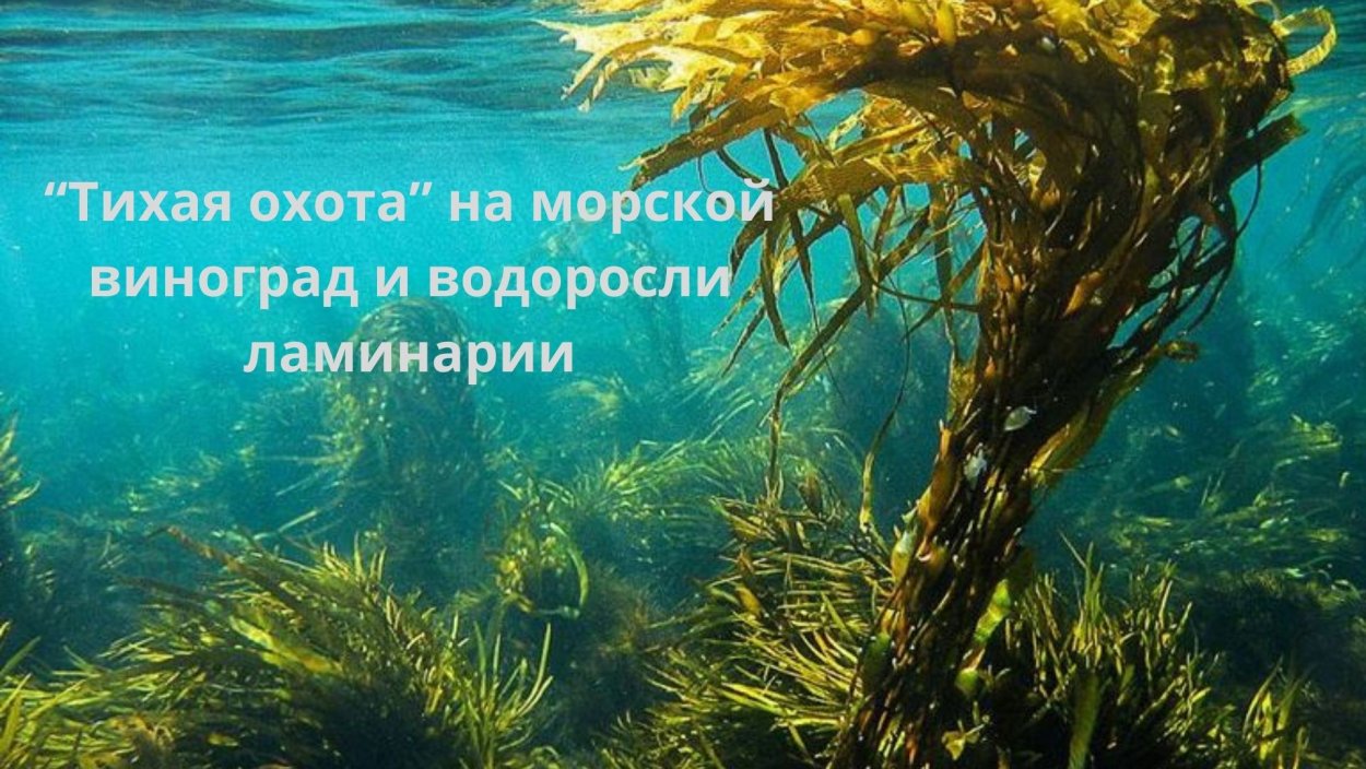 Бурые водоросли ламинария