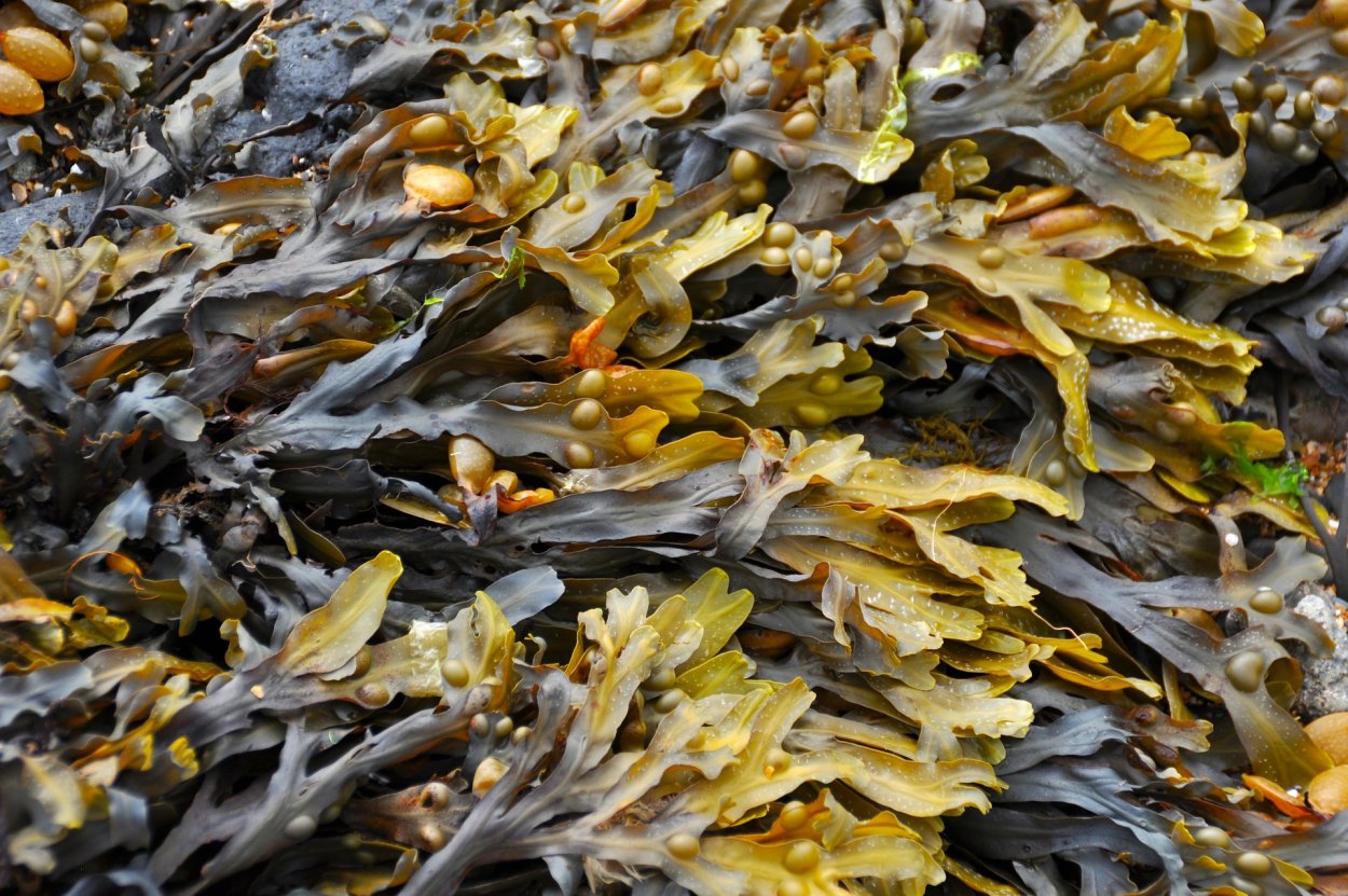 Морской ламинария бурая водоросль