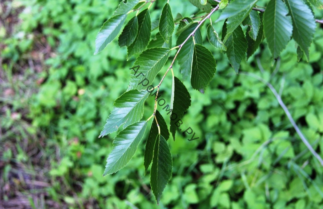 Вяз приземистый Ulmus pumila