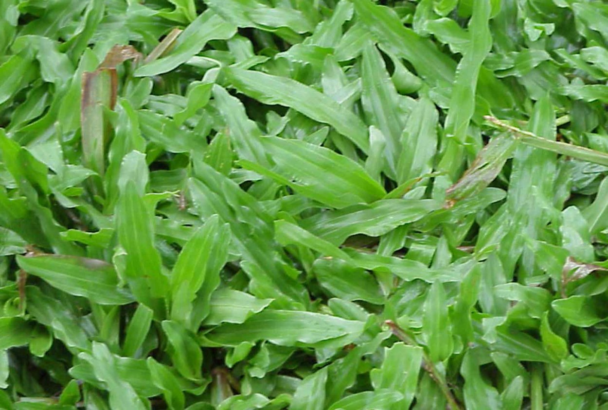 Lagoseris Sancta