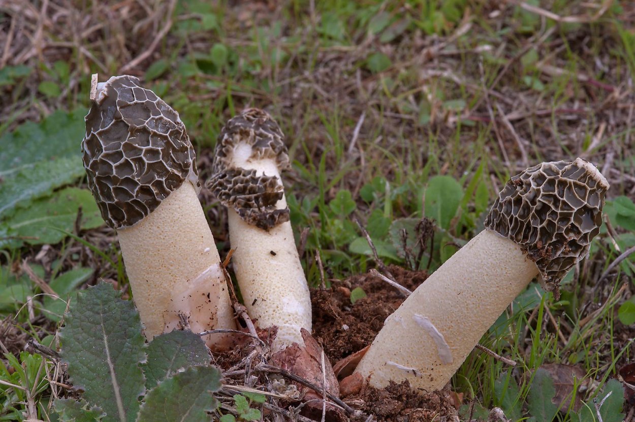 Веселка обыкновенная – phallus impudicus l.