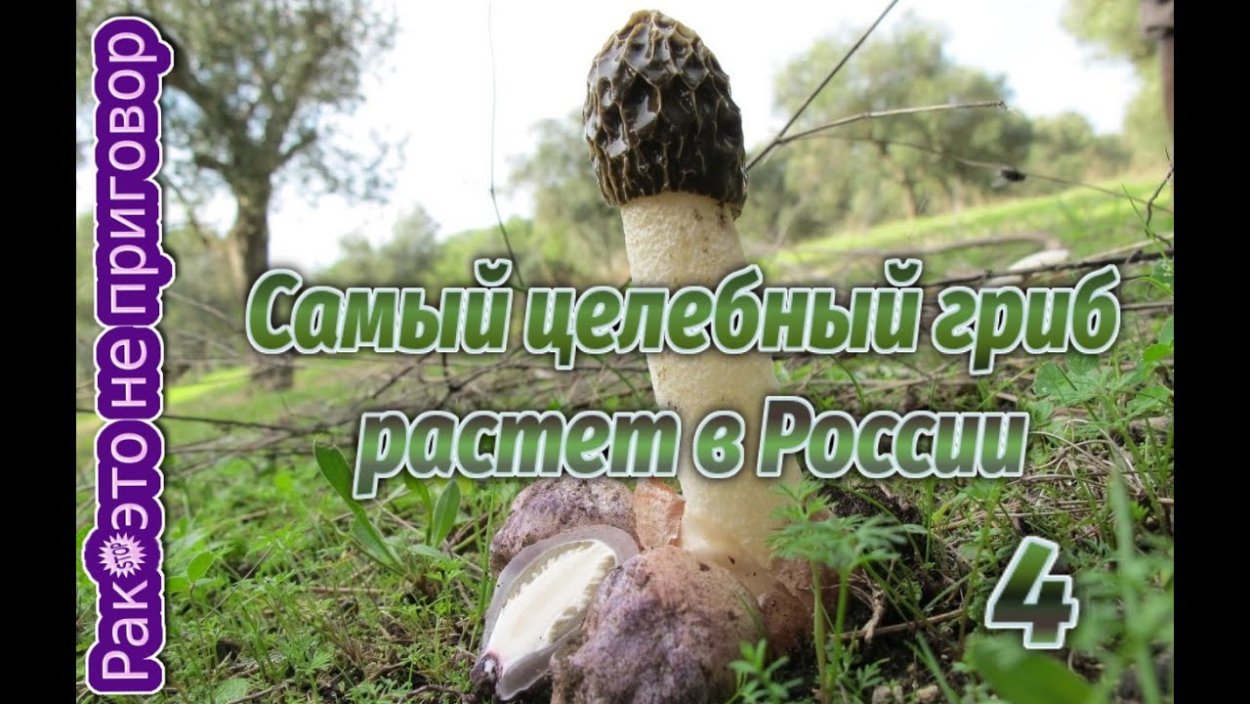 Крымский гриб Веселка