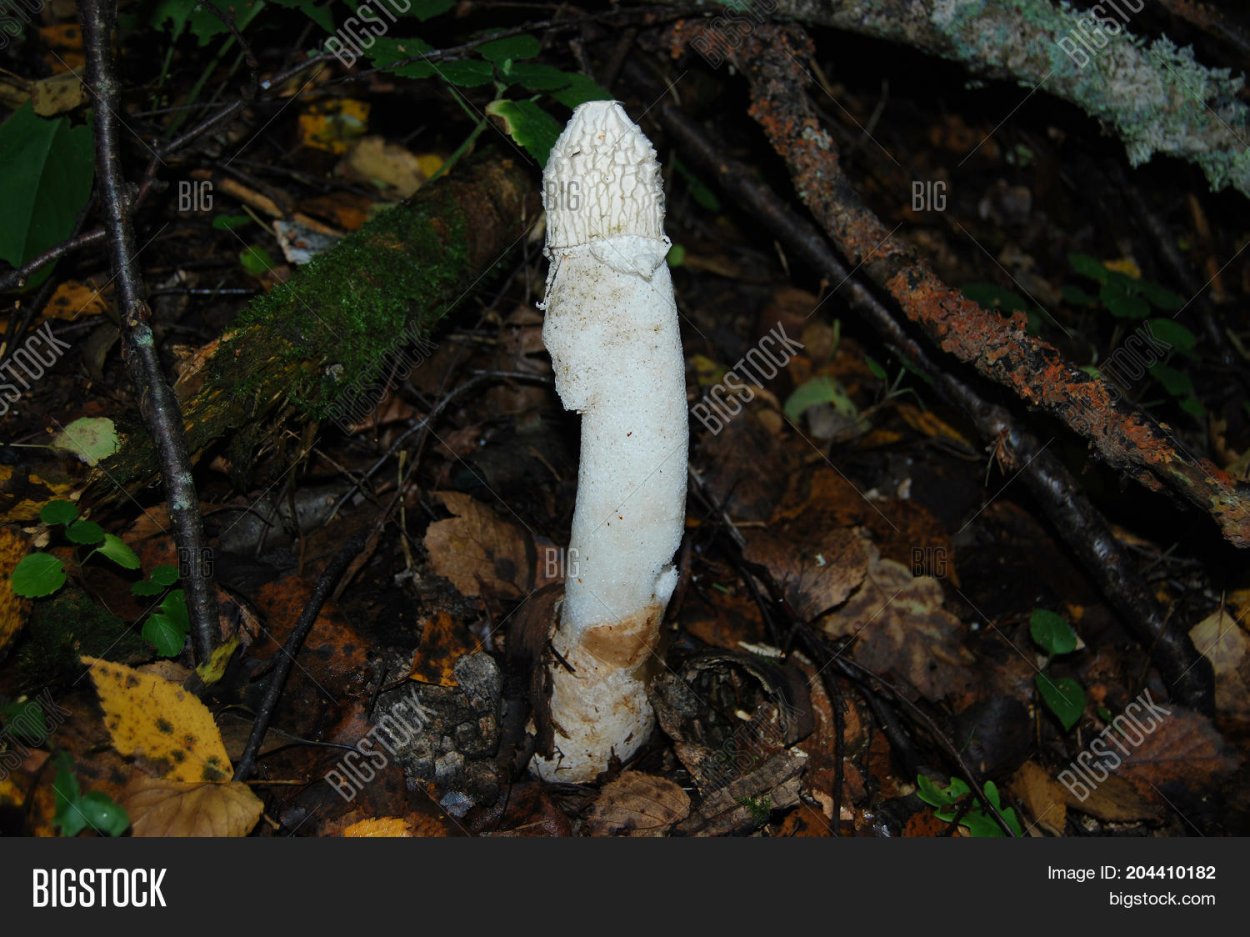 Phallus impudicus Веселка обыкновенная