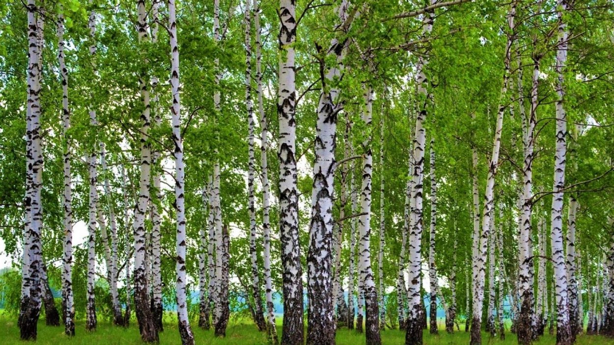 Яранская Березовая роща