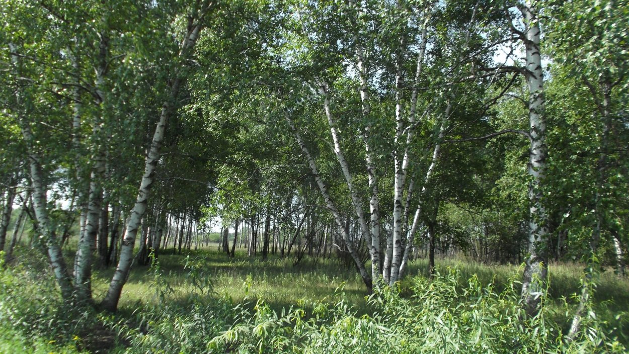 Береза Доренбоза