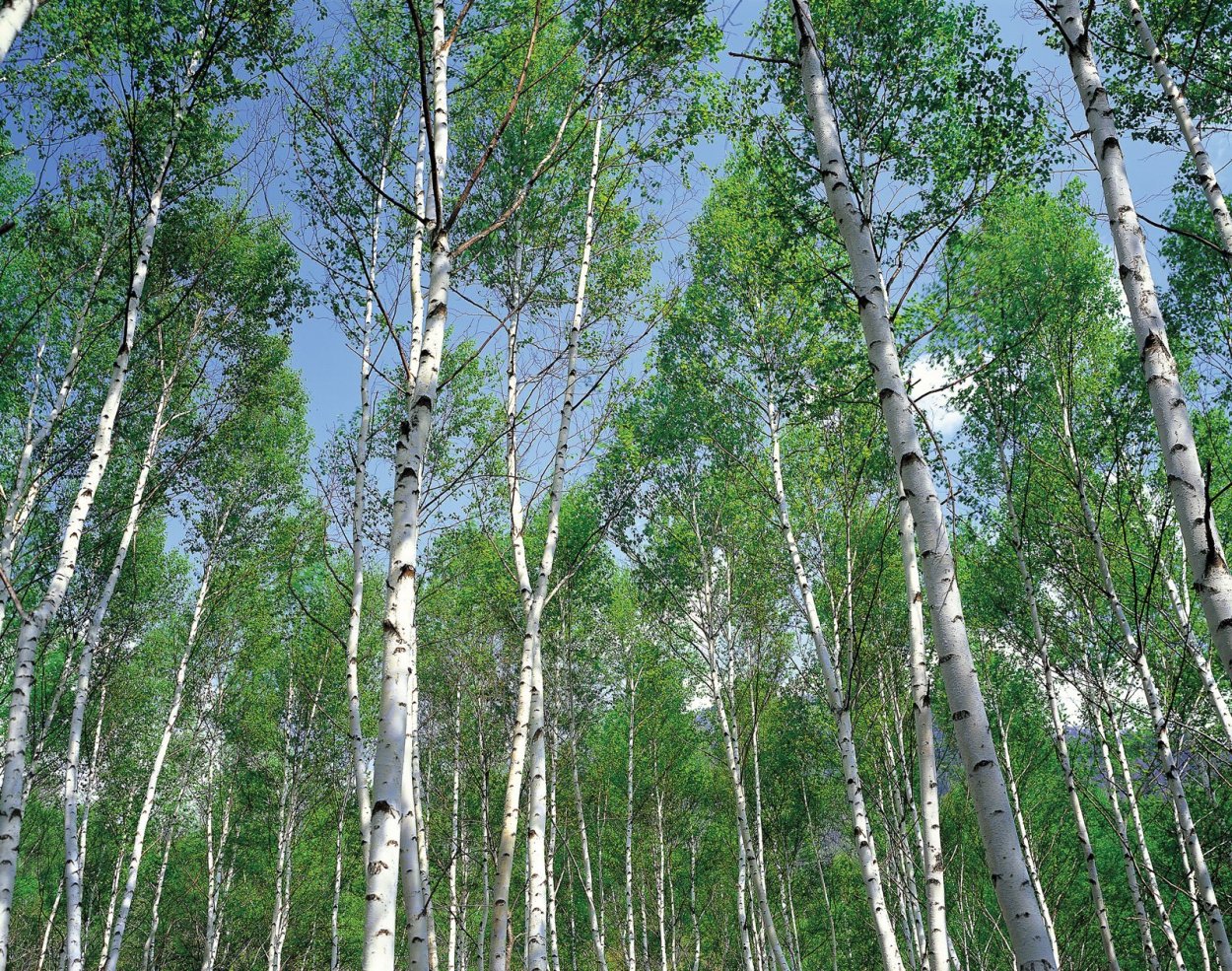 Белая береза (Silver Birch)
